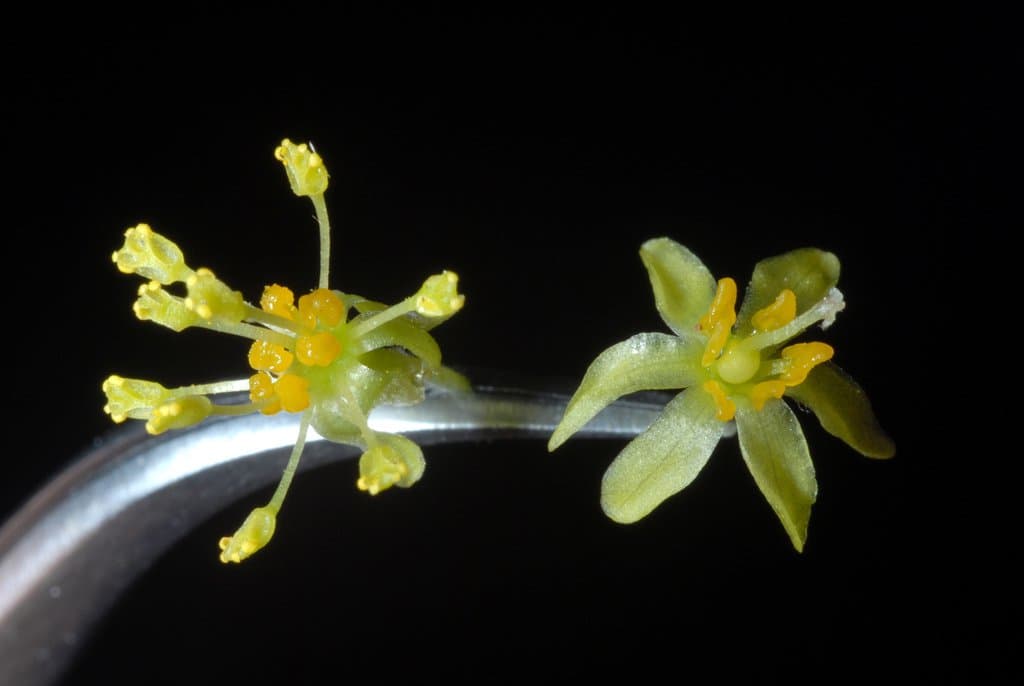 Sassafras albidum (Nutt.) Nees