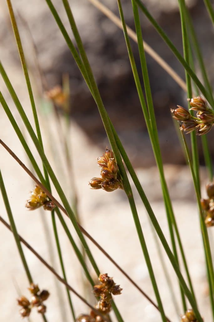 Juncus filiformis L.