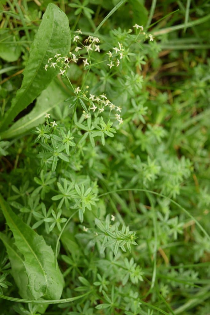 Galium mollugo L.