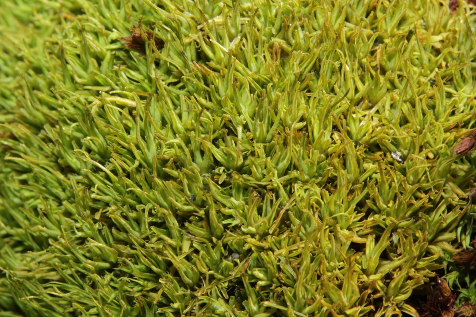 Tortella fragilis (Drumm.) Limpr.