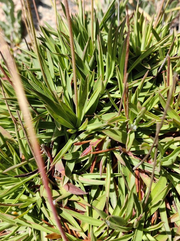 Armeria berlengensis Daveau