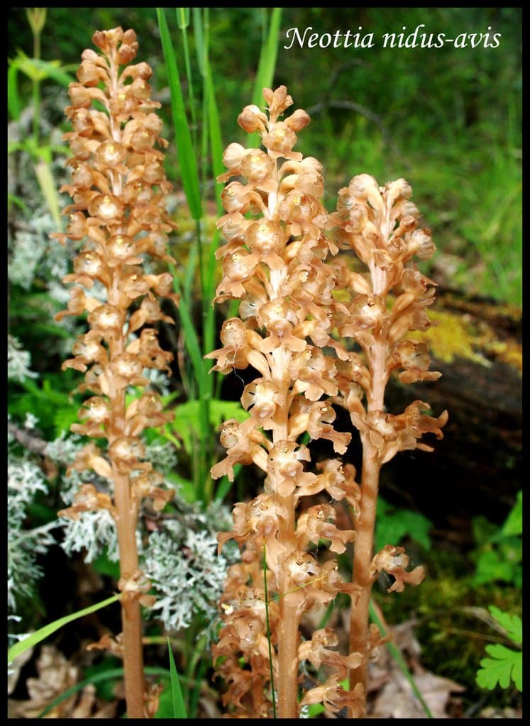 Neottia nidus-avis (L.) Rich.