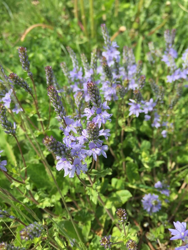 Veronica prostrata L.