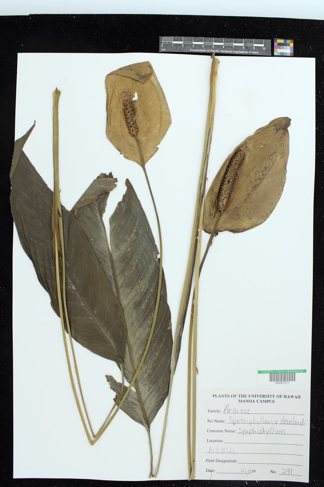 Spathiphyllum ×clevelandii