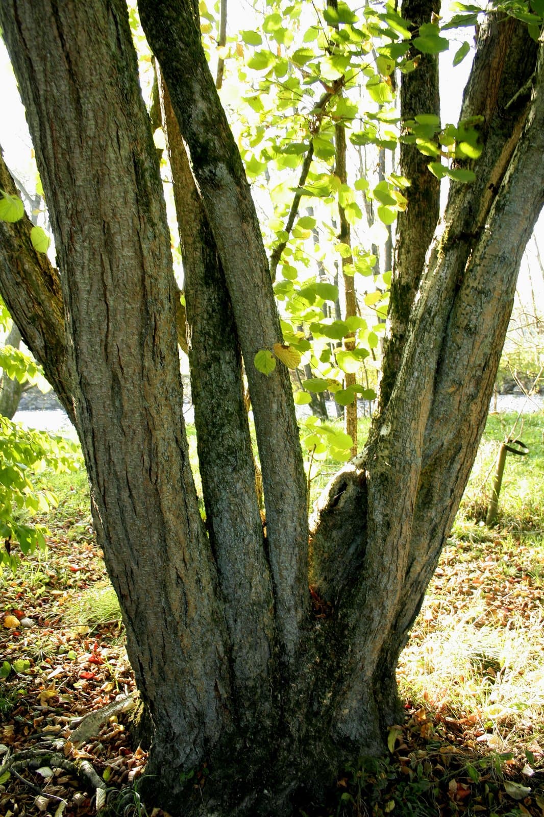 Corylus chinensis Franch.