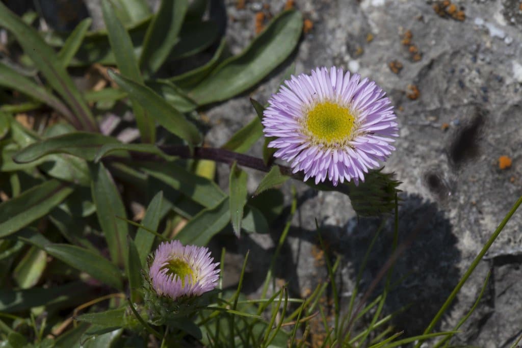 Erigeron alpinus L.