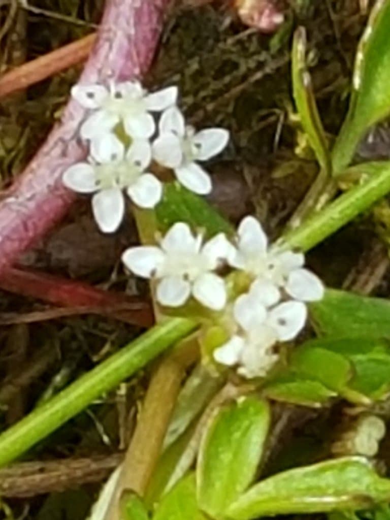Helosciadium inundatum (L.) W.D.J.Koch