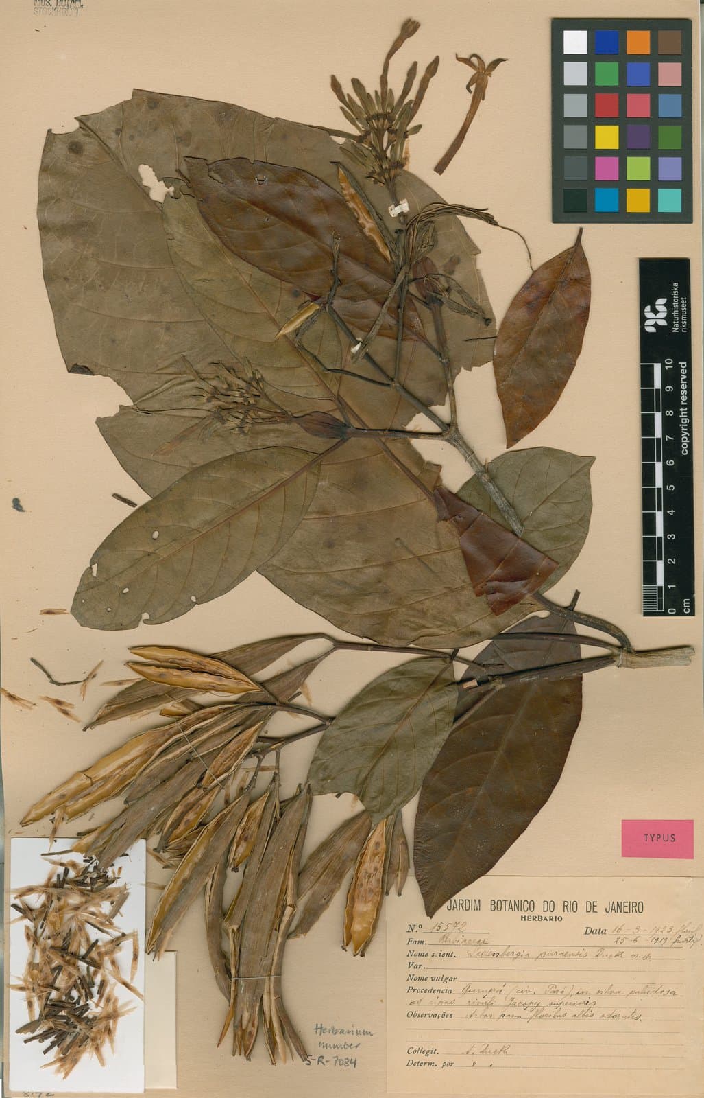 Ladenbergia paraensis Ducke