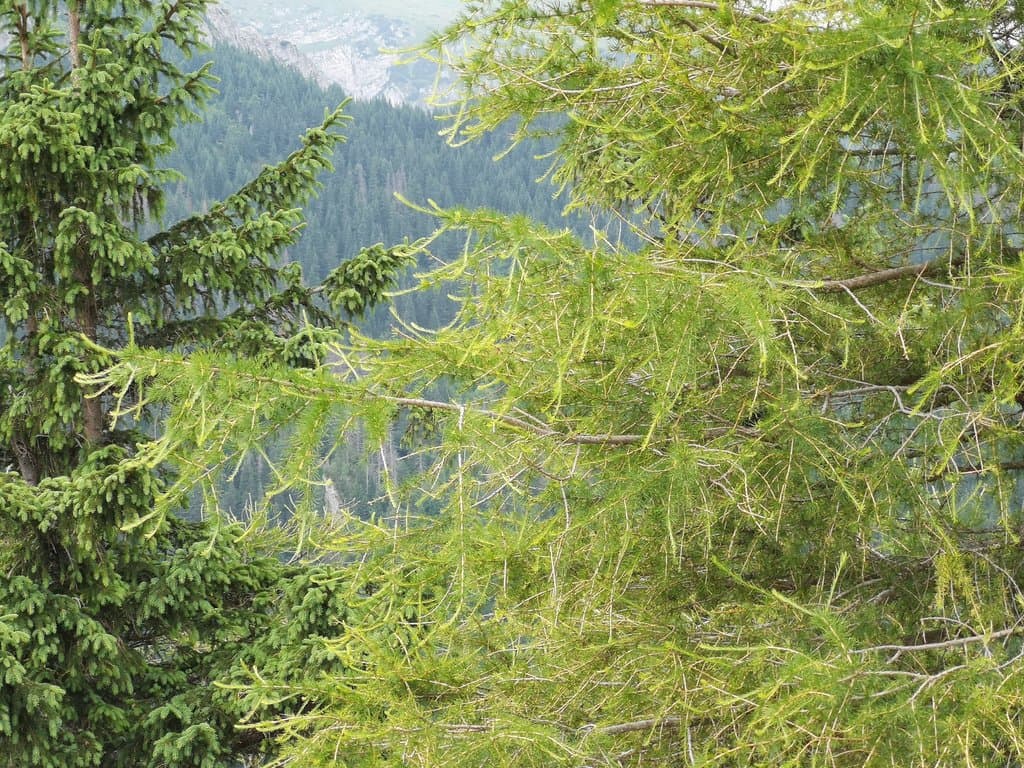 Larix decidua Mill.