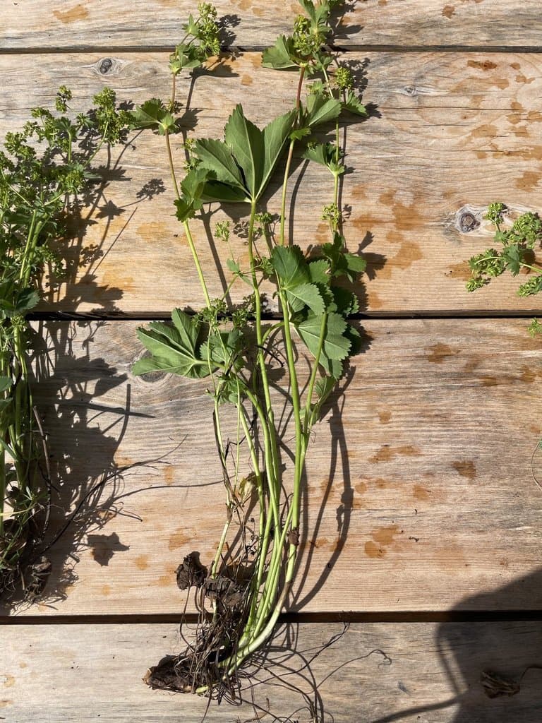 Alchemilla undulata Buser