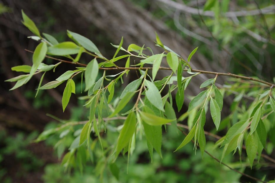 Salix amygdaloides Andersson
