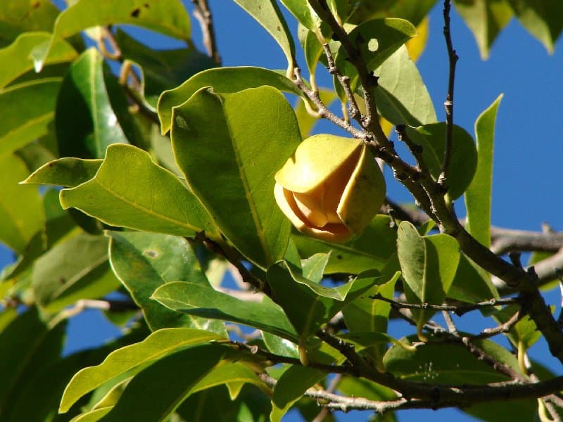 Annona montana Macfad.