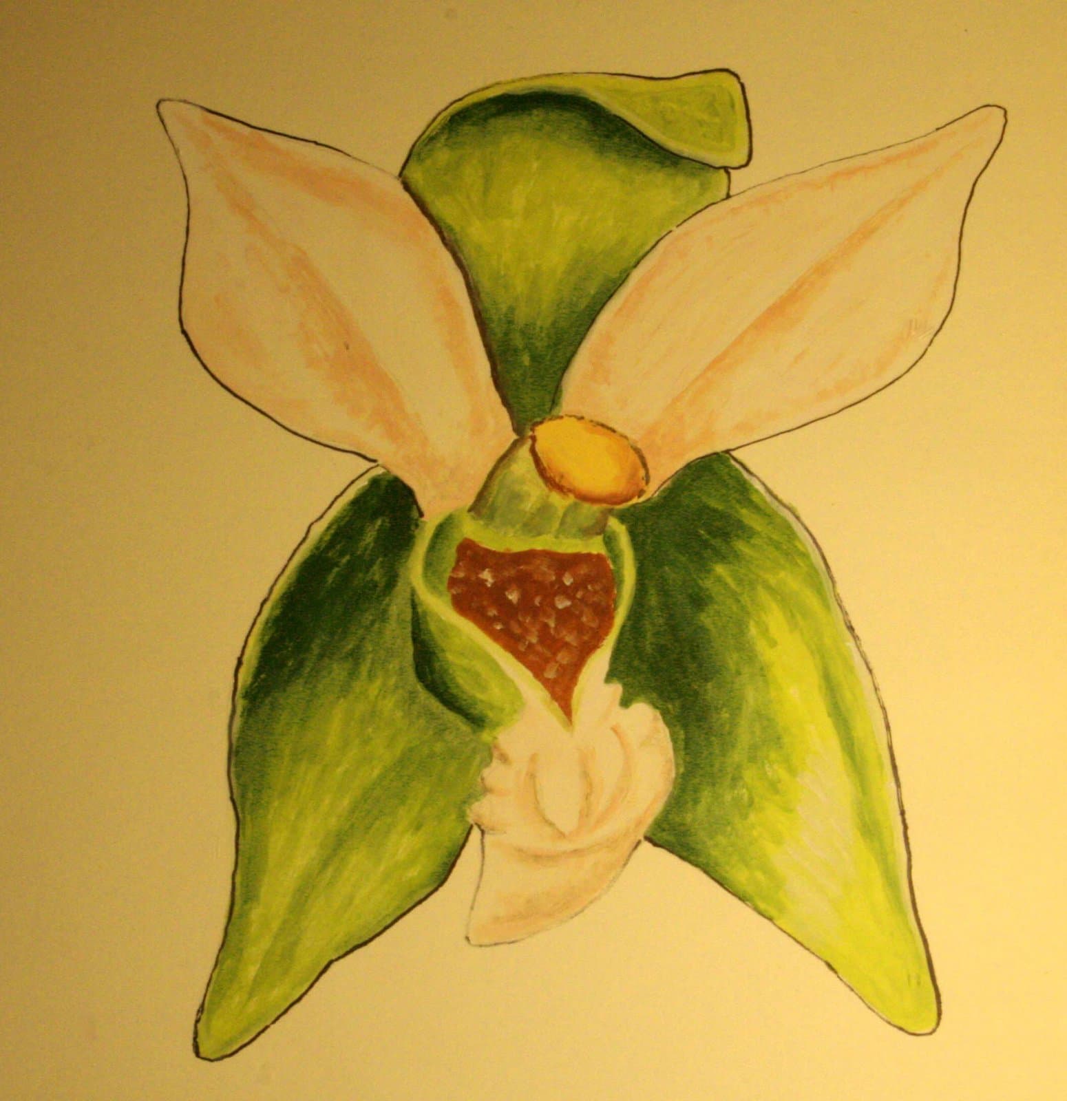 Epipactis greuteri H.Baumann & Künkele