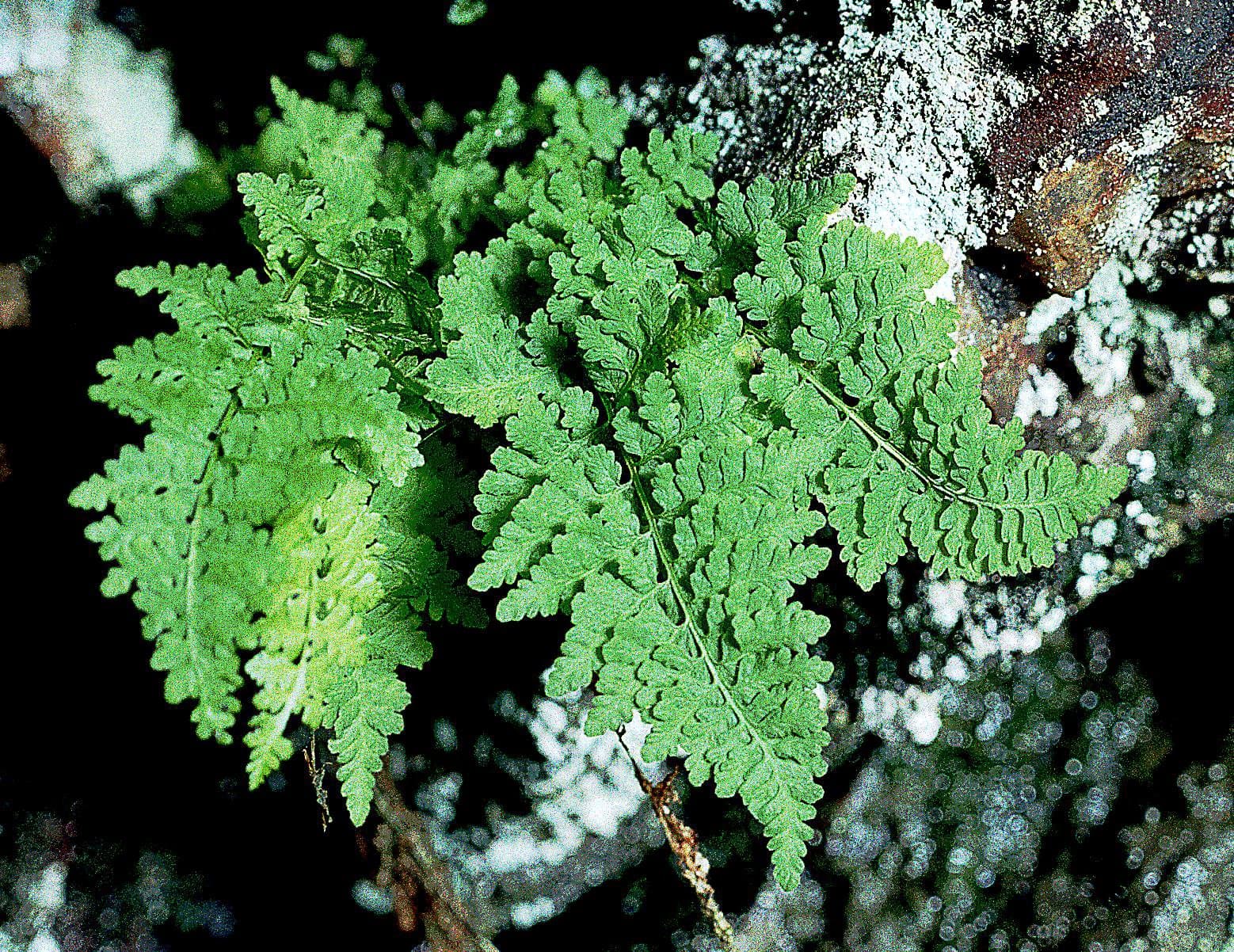 Cystopteris dickieana R.Sim