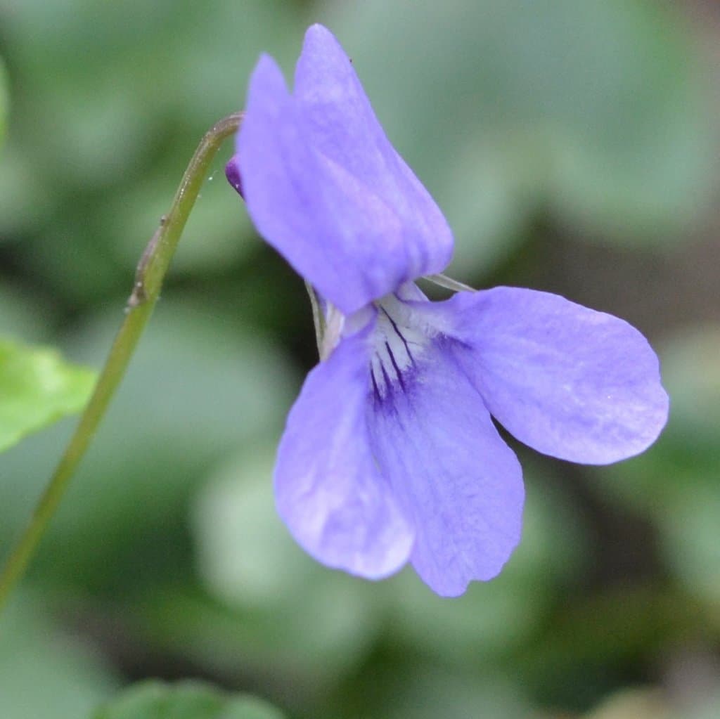 Viola reichenbachiana Jord. ex Boreau