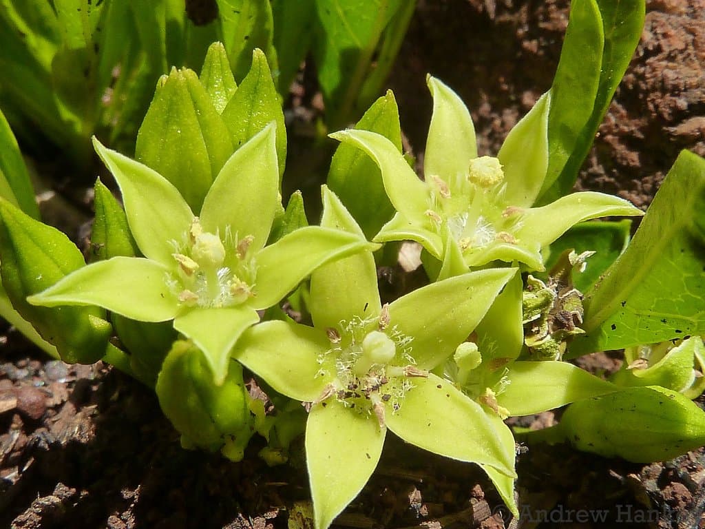 Bridsonia chamaedendrum (Kuntze) Verstraete & A.E.van Wyk