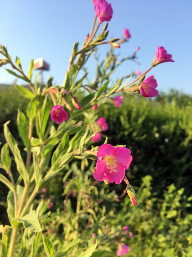 Epilobium hirsutum L.