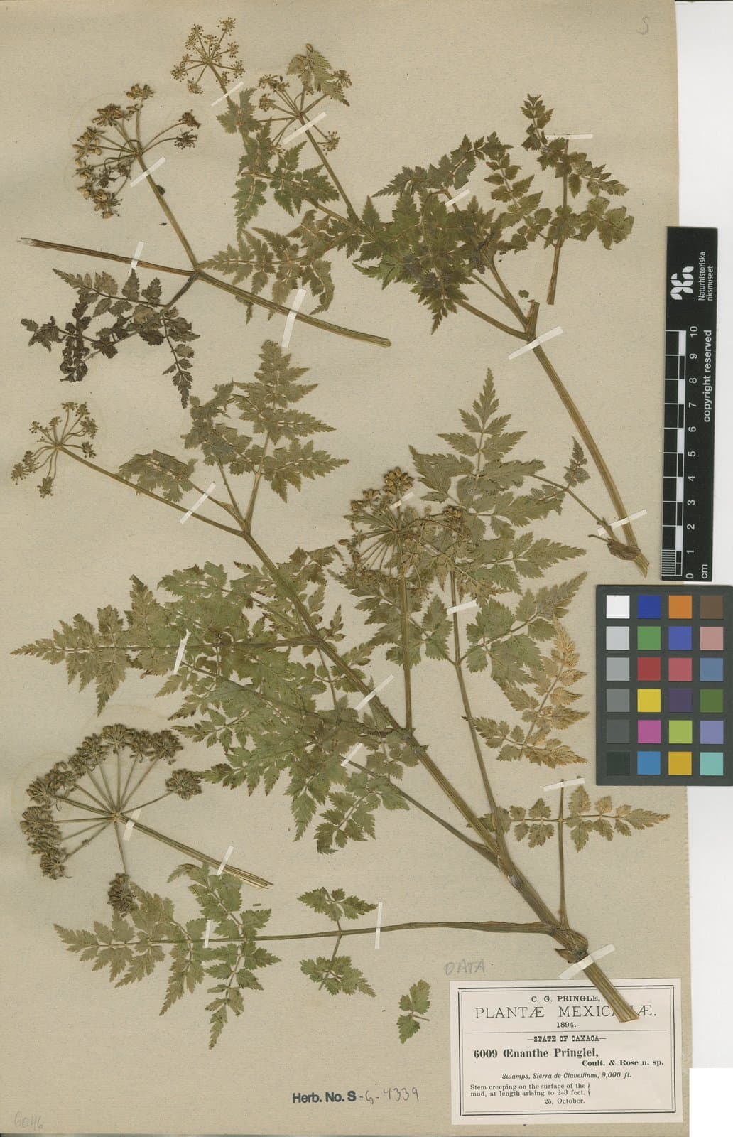 Oenanthe pringlei J.M.Coult. & Rose