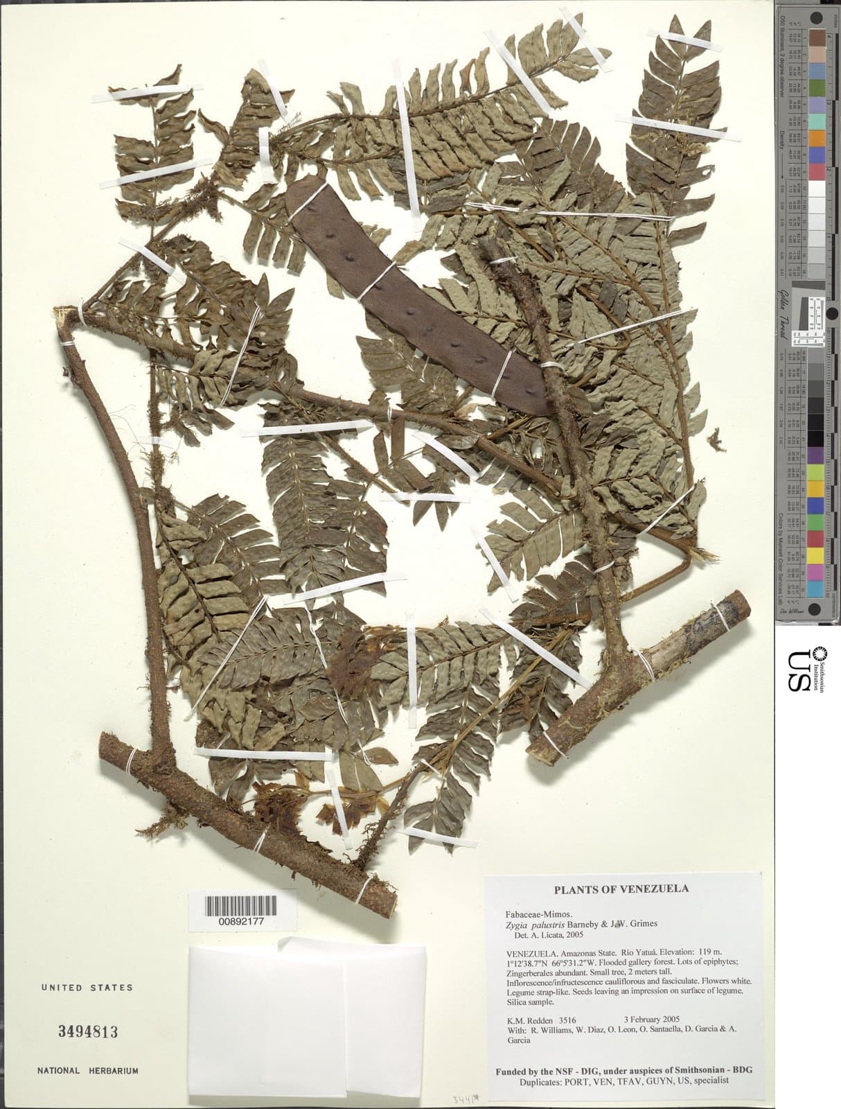 Zygia palustris Barneby & J.W.Grimes