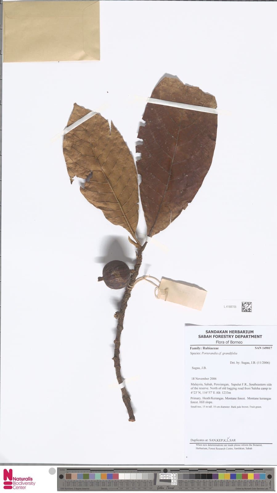 Porterandia grandifolia Ridl.