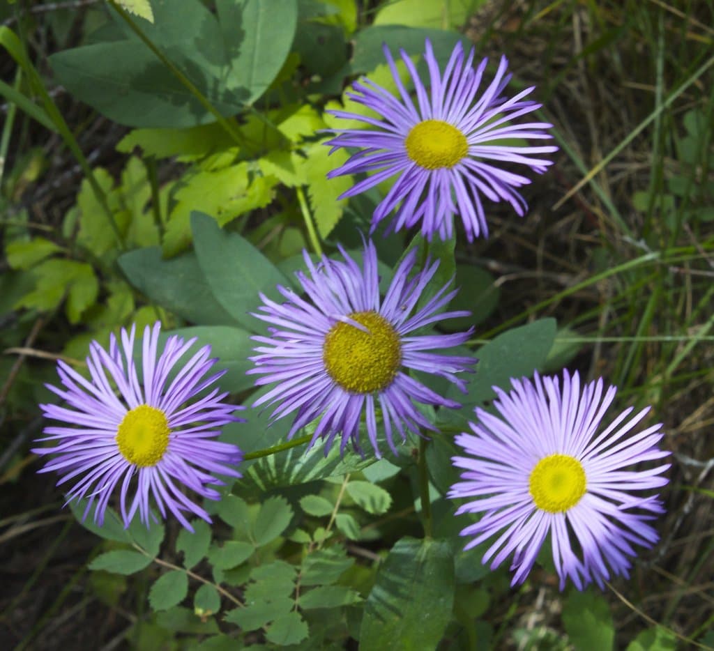 Erigeron speciosus (Lindl.) DC.