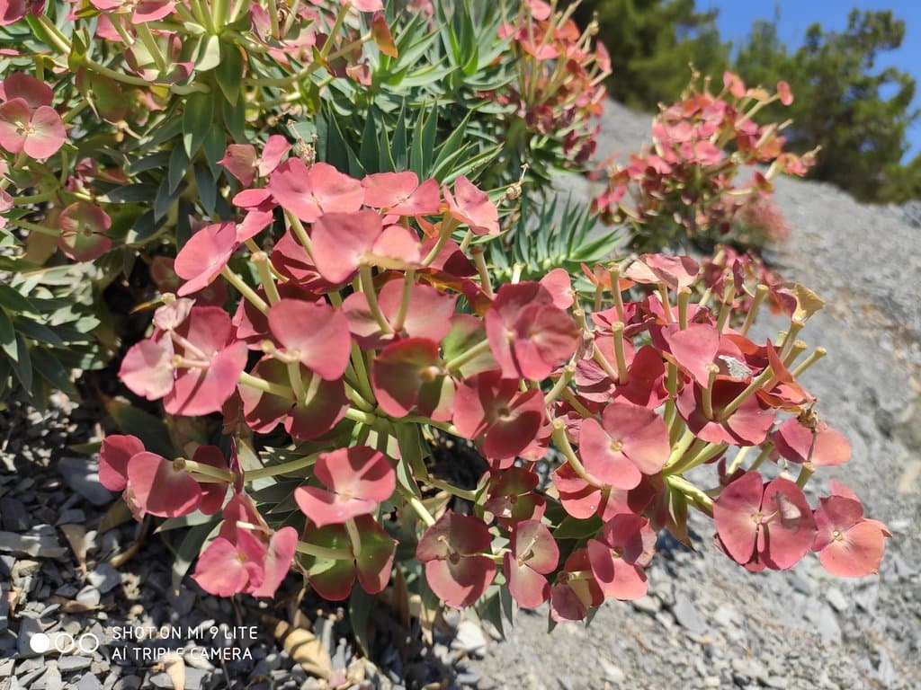 Euphorbia rigida M.Bieb.