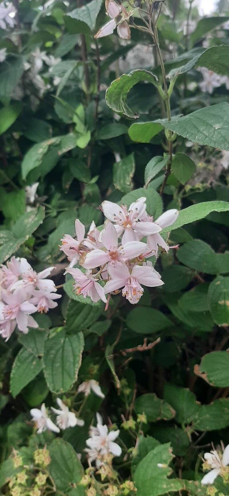 Rubus gratus Focke