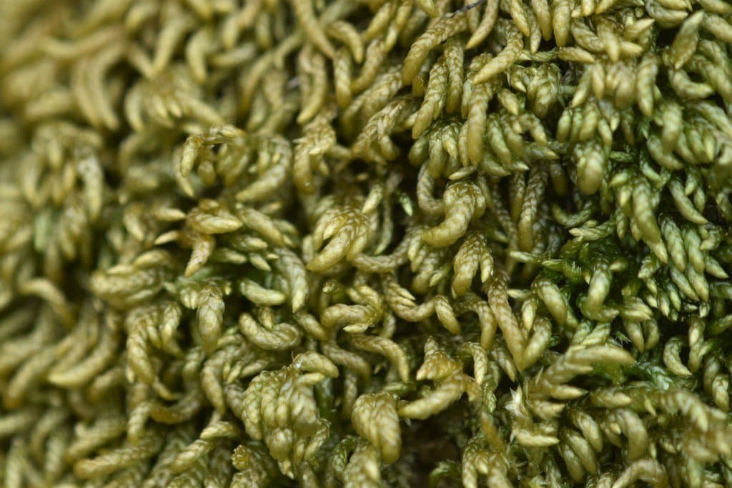 Scleropodium touretii (Brid.) L.F.Koch