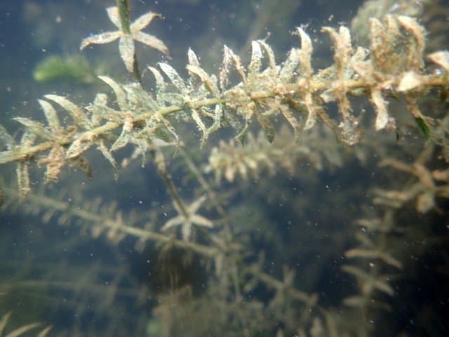 Hydrilla verticillata (L.f.) Royle