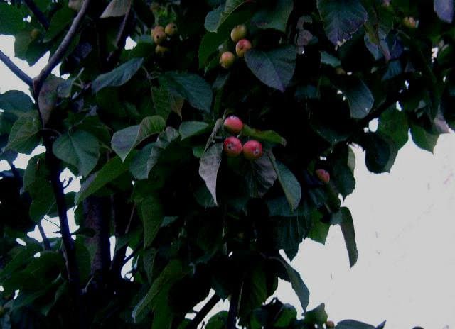 Malus tschonoskii (Maxim.) C.K.Schneid.