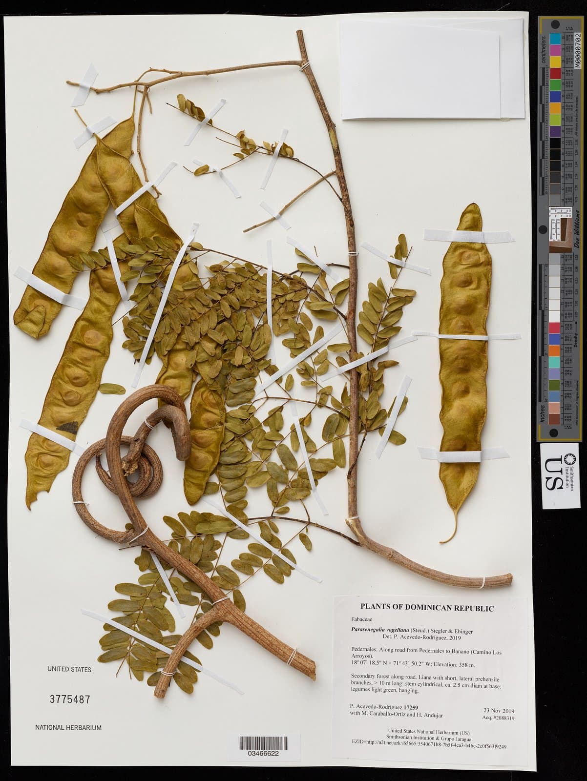 Parasenegalia vogeliana (Steud.) Seigler & Ebinger