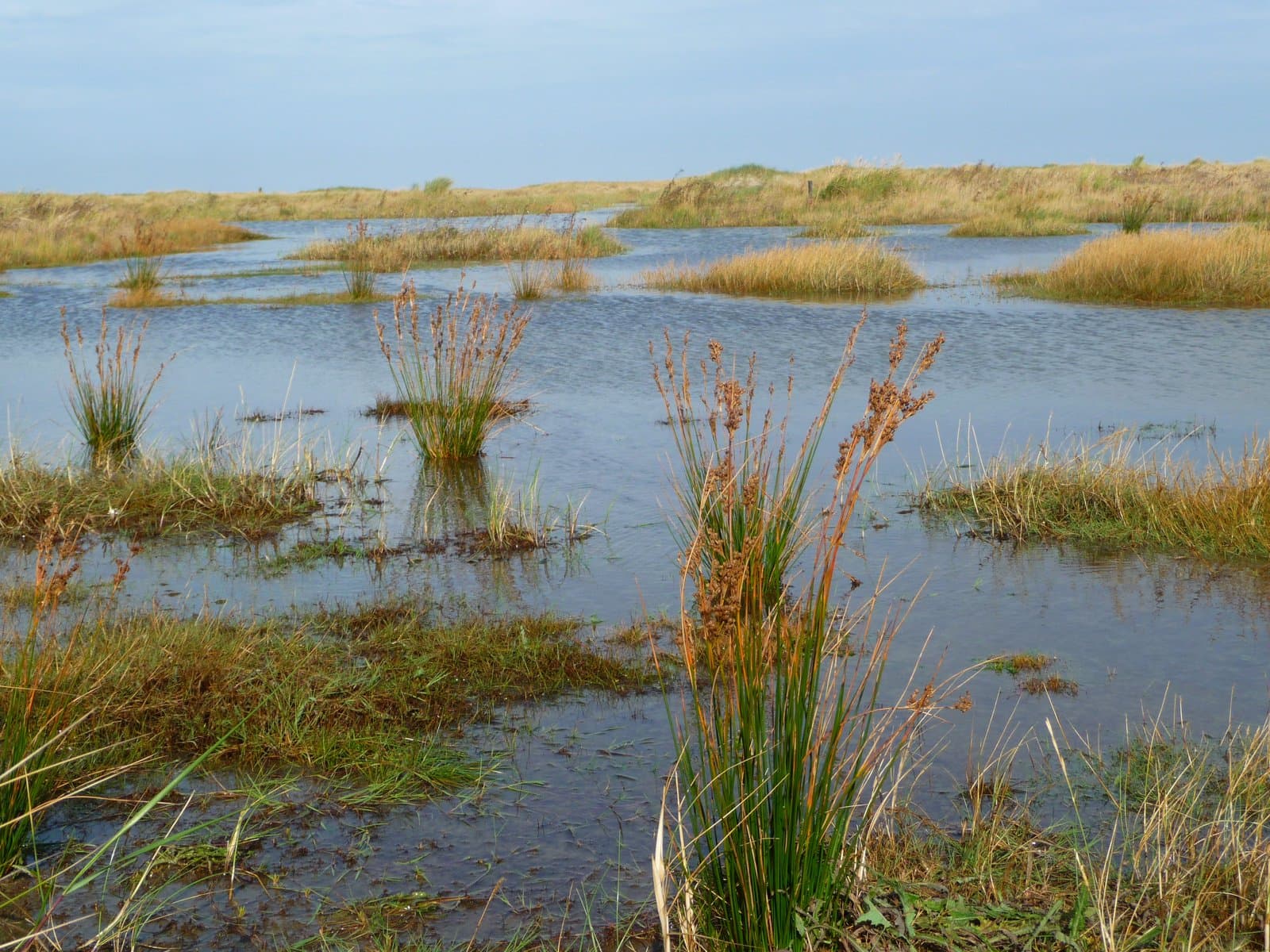 Juncus maritimus Lam.