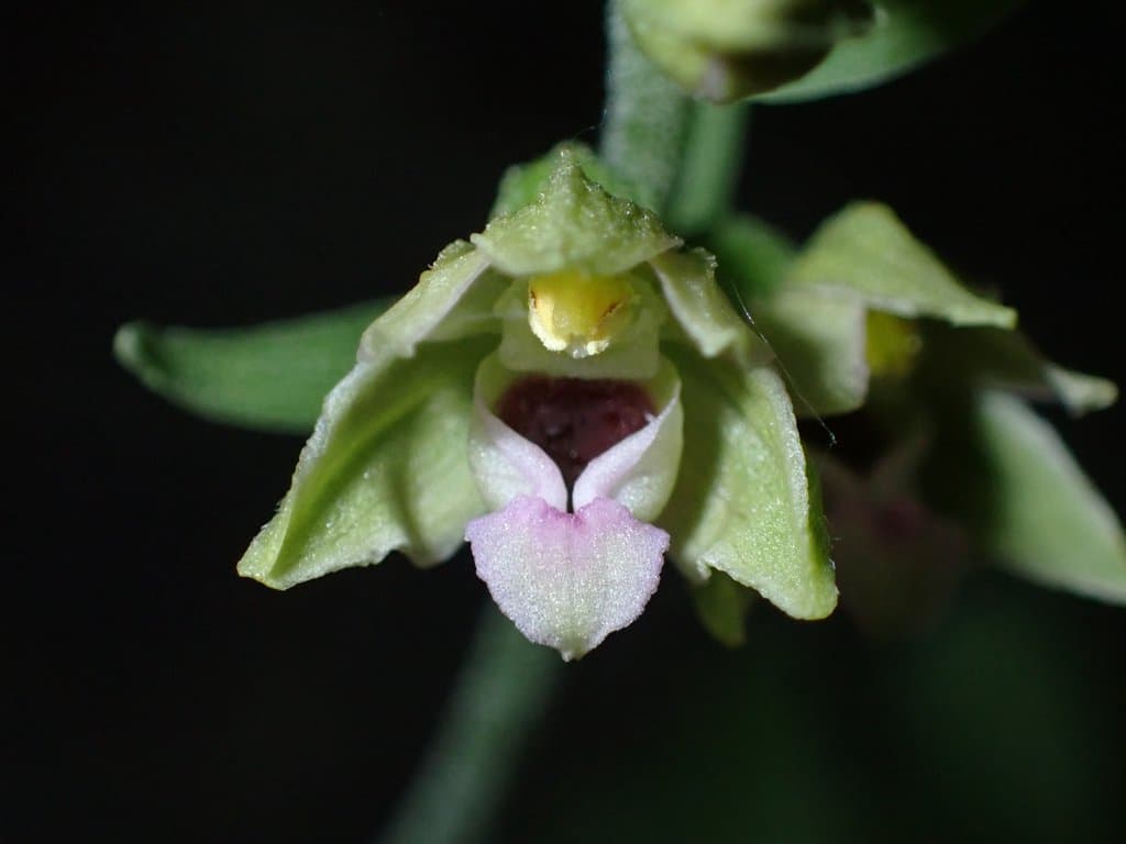Epipactis bugacensis Robatsch