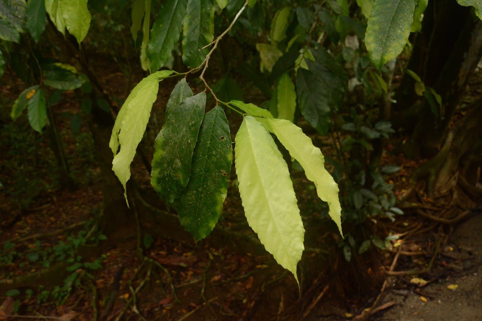 Batocarpus costaricensis Standl. & L.O.Williams