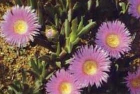Carpobrotus muirii (L.Bolus) L.Bolus