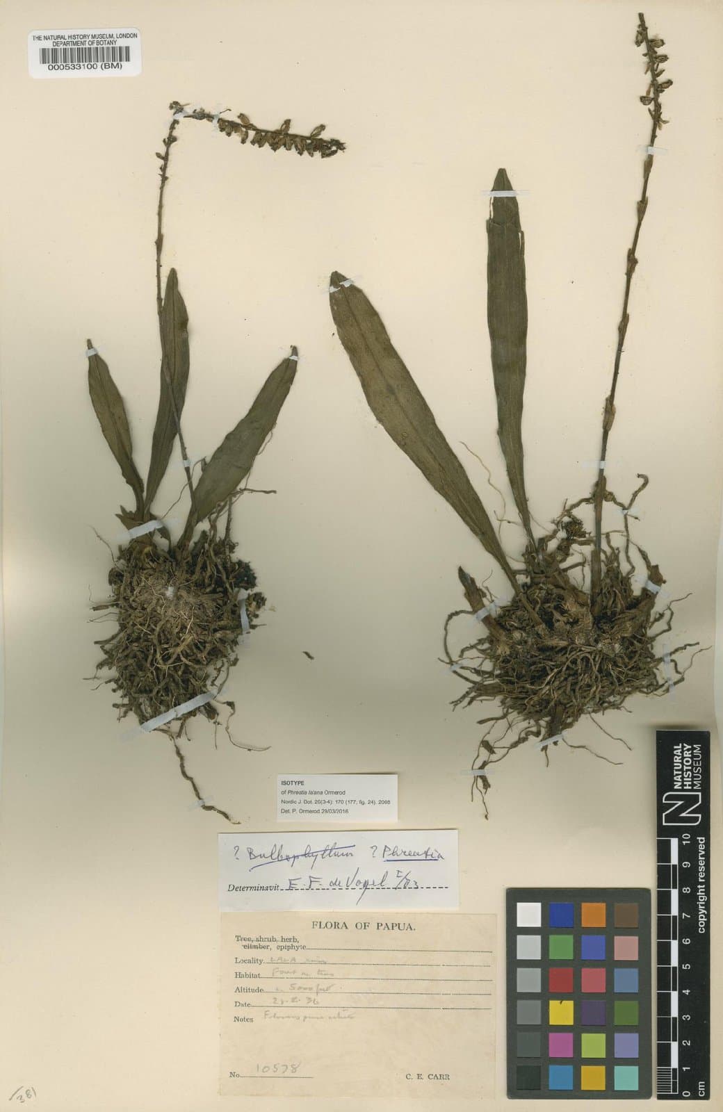 Phreatia lalana Ormerod