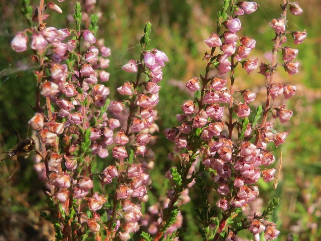 Calluna vulgaris (L.) Hull