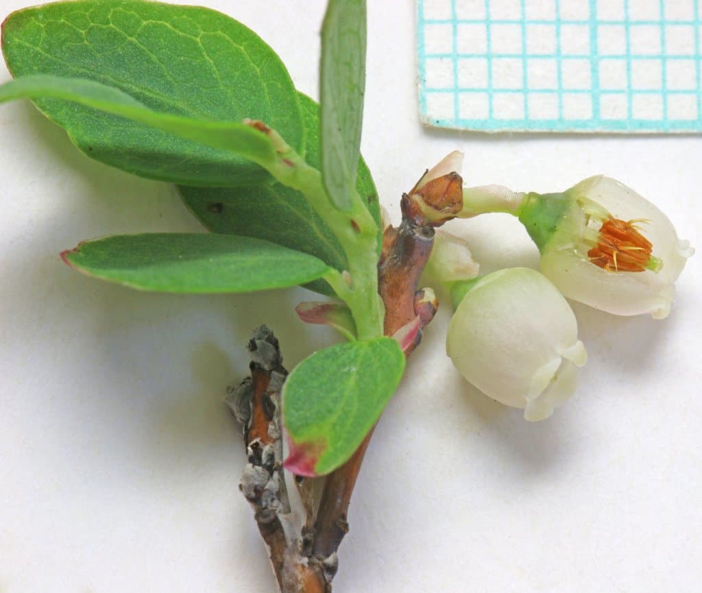 Vaccinium uliginosum L.