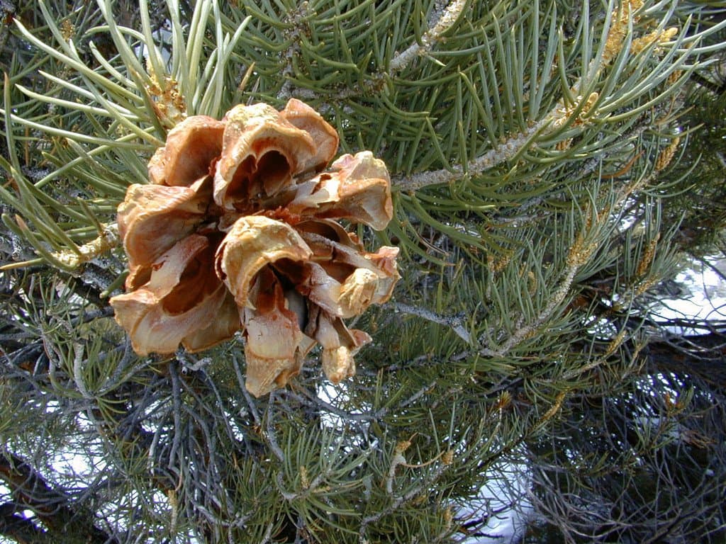Pinus monophylla Torr. & Frém.