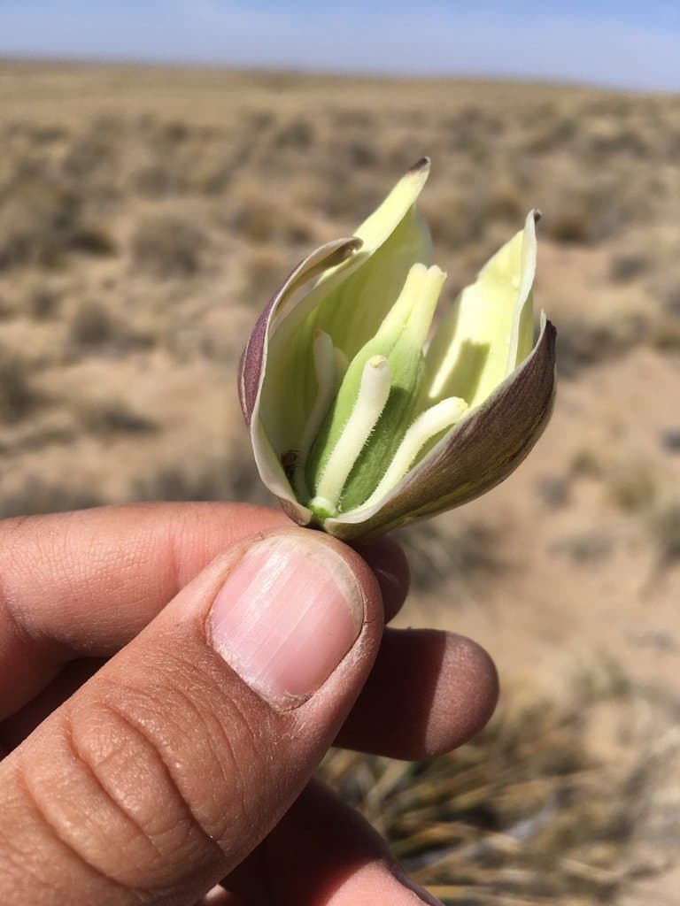 Yucca baileyi Wooton & Standl.
