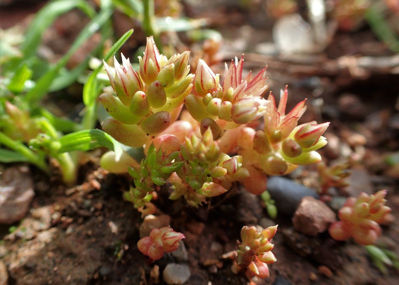 Sedum rubens L.