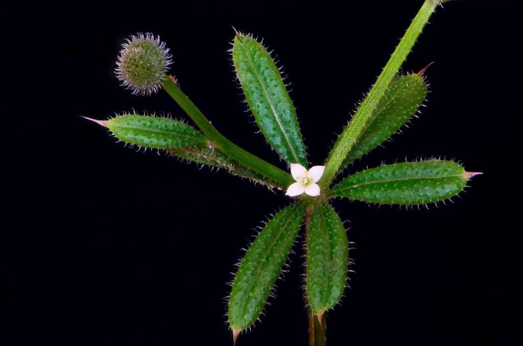 Galium aparine L.
