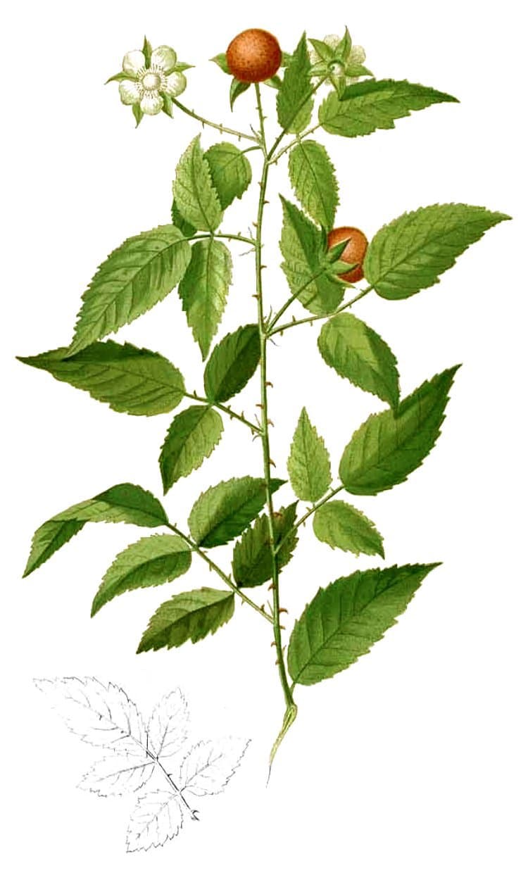 Rubus acuminatissimus Hassk.