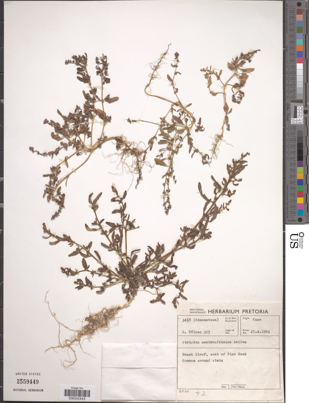 Atriplex patula subsp. austroafricana Aellen