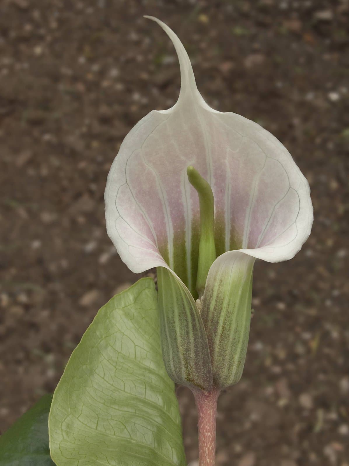 Arisaema candidissimum W.W.Sm.