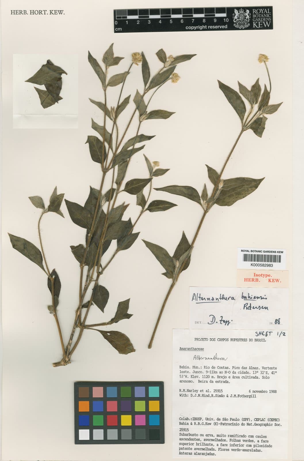 Alternanthera bahiensis Pedersen