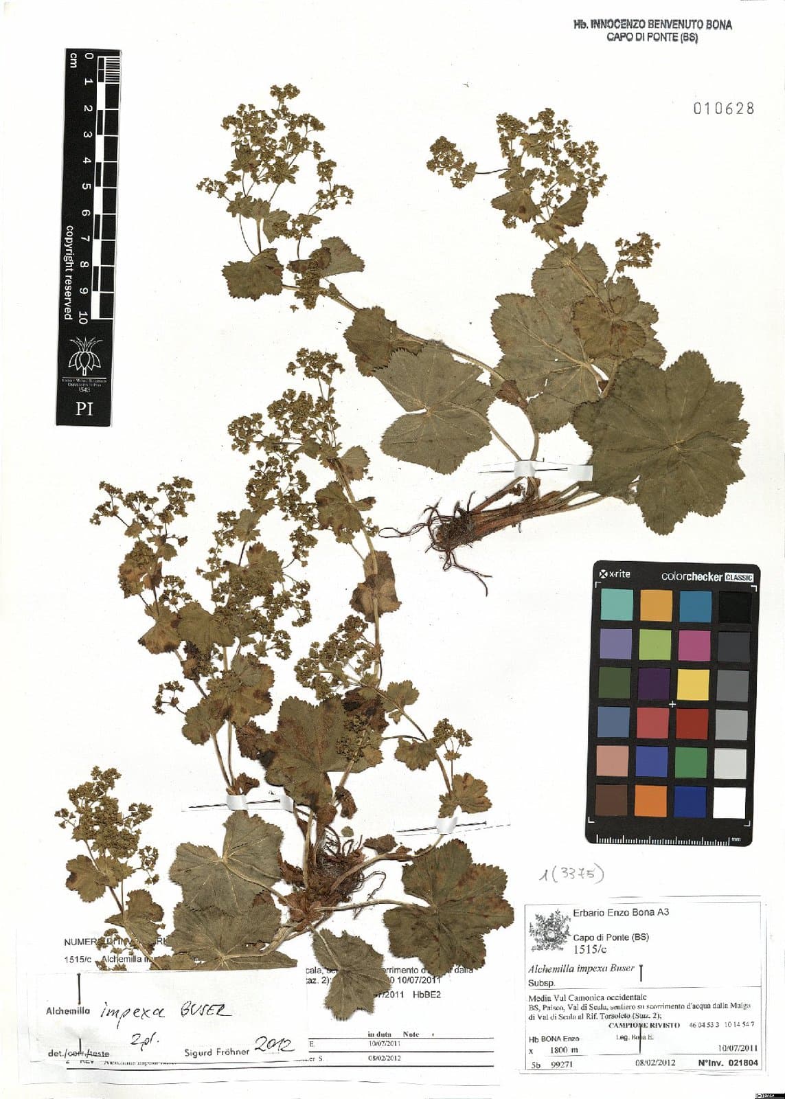Alchemilla impexa Buser