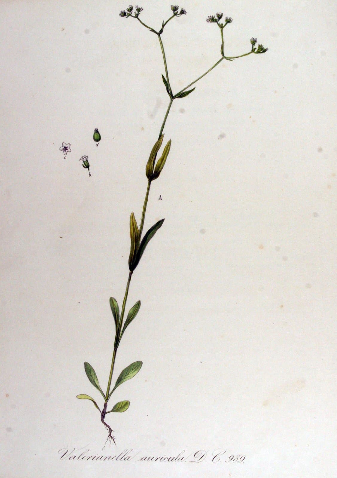 Valerianella rimosa Bastard