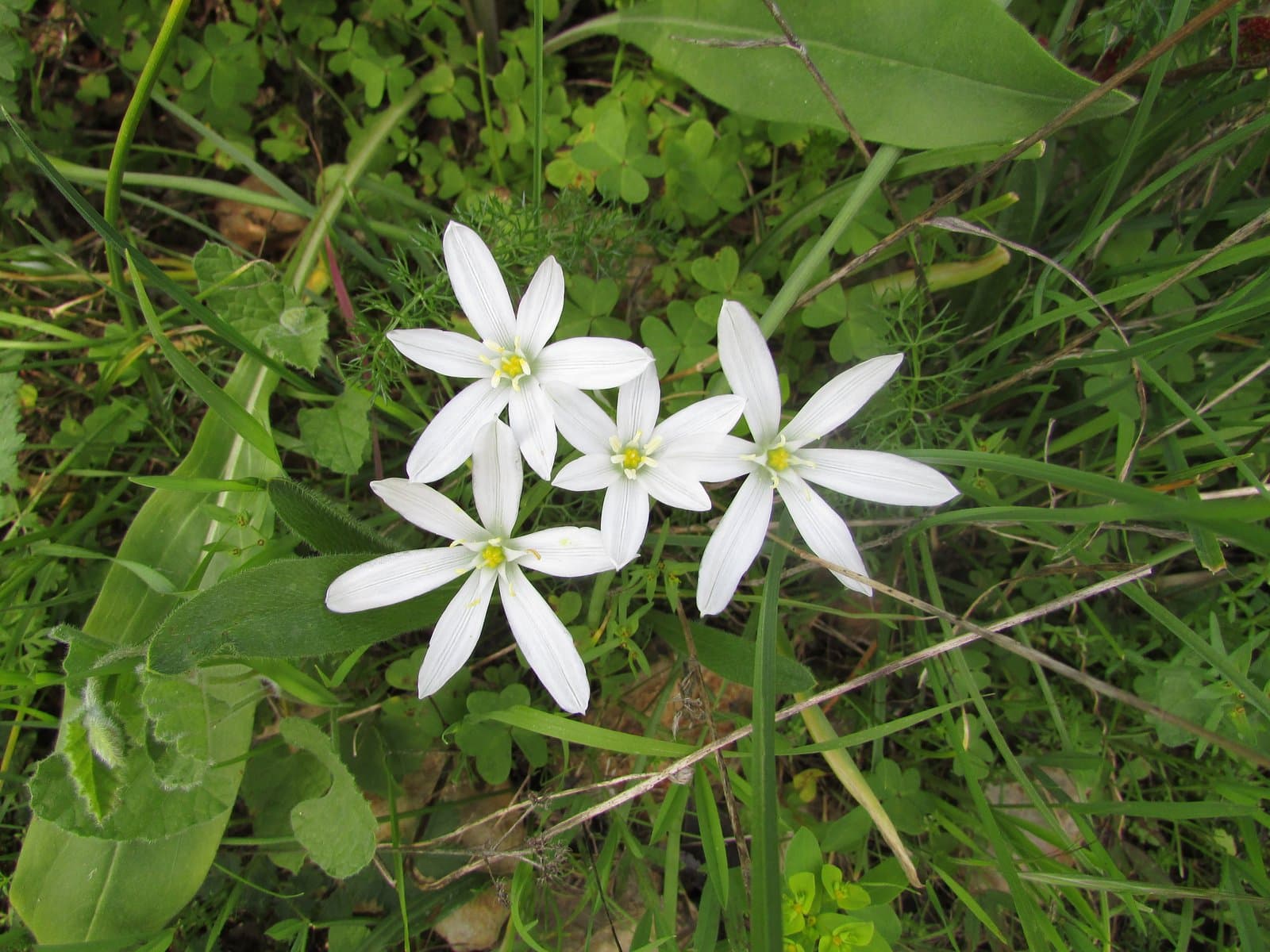 Ornithogalum orthophyllum Ten.