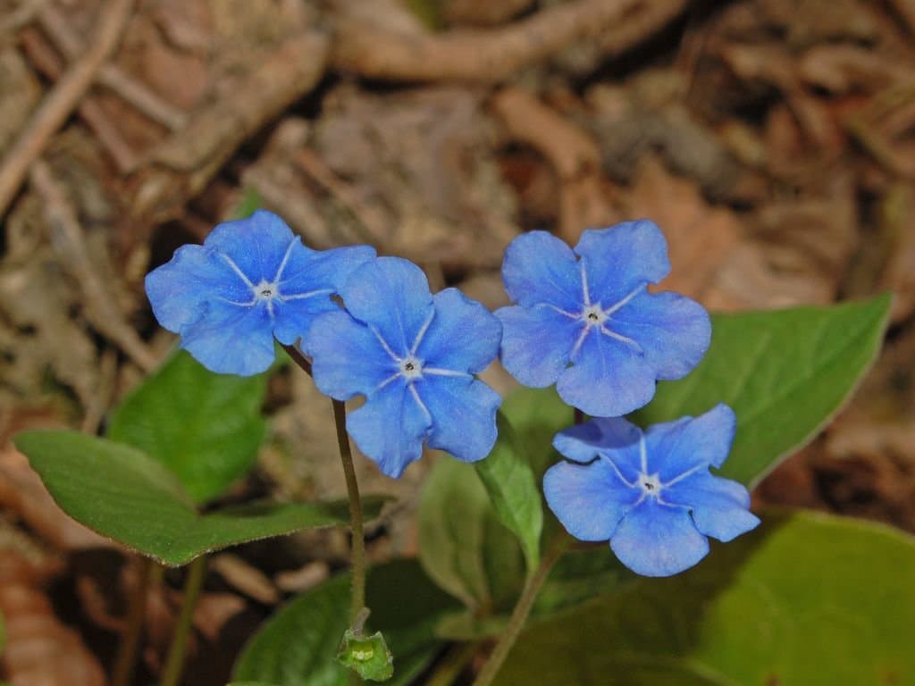 Omphalodes verna Moench